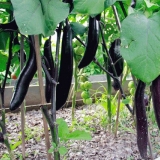 Patlidžan kralj sjevera f1